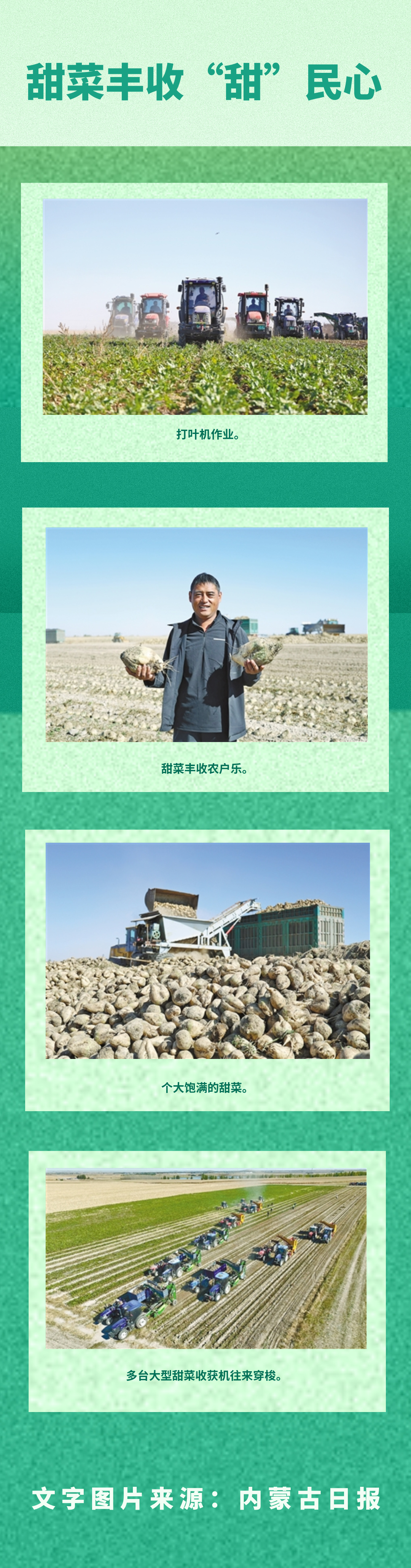 甜菜.jpg